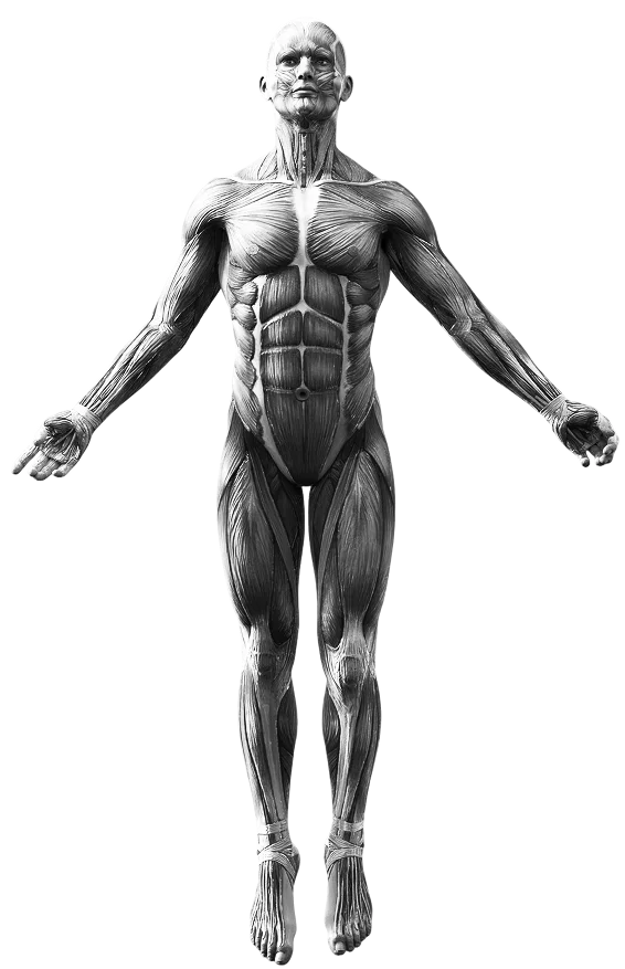 Interactive anatomy diagram — areas of the body chiropractic care at The Creek Chiropractic & Wellness can help
