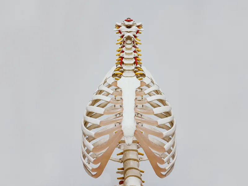 How X-Rays works at The Creek Chiropractic & Wellness